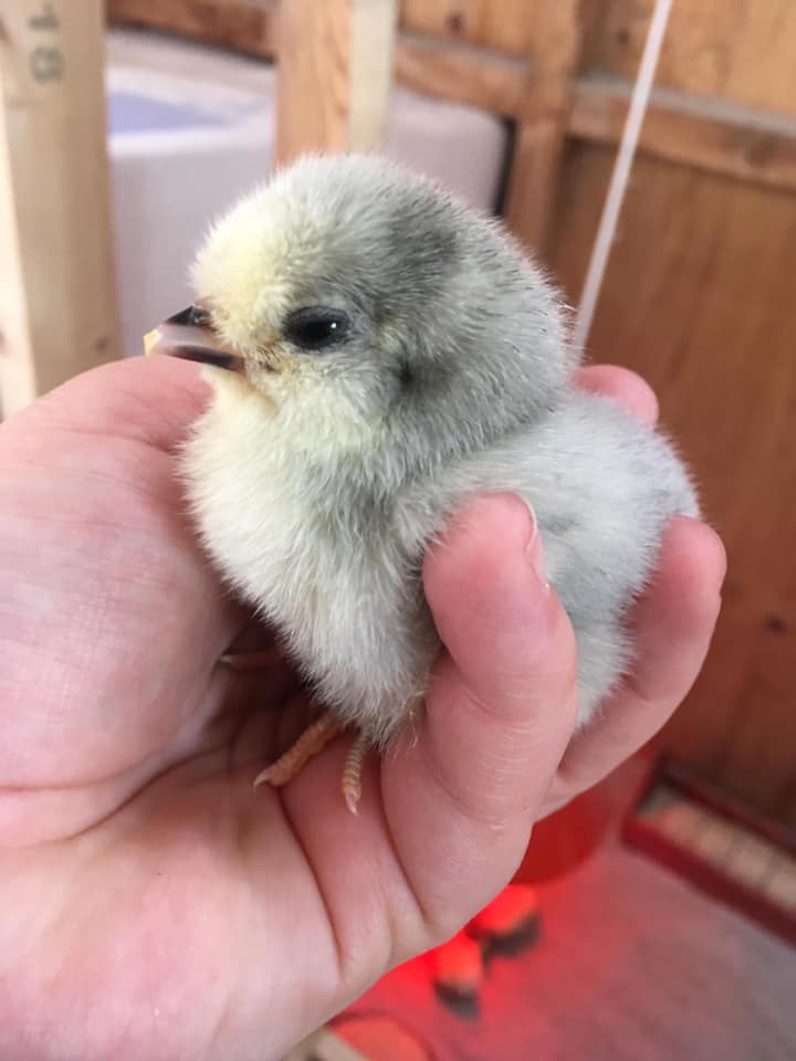 Billedet af lille kylling i een menneske hånd.